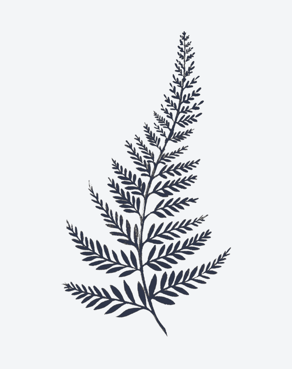 Evergreen Minimal Tattoo