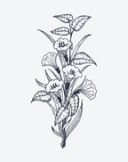 Minimalist Plant Line Art