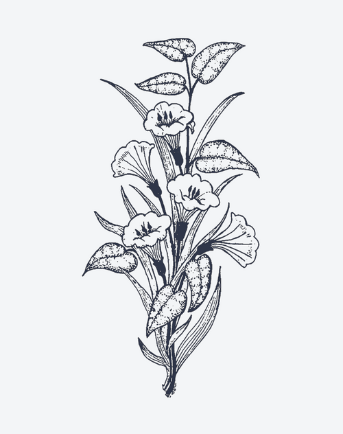 Minimalist Plant Line Art