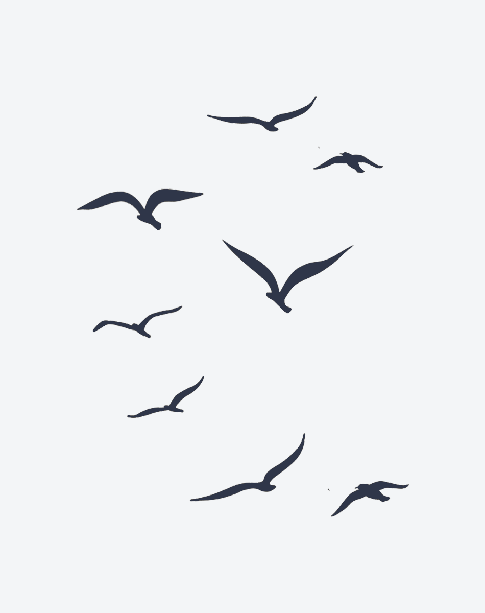 Seagull