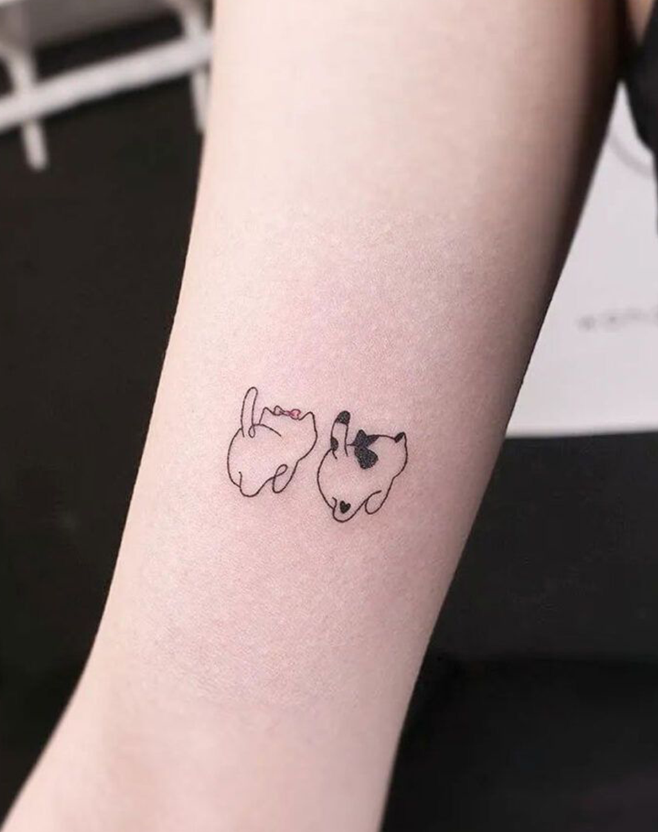 Cute cat
