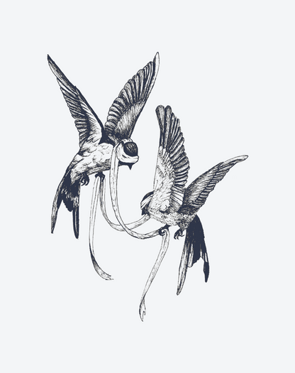 United Swallows