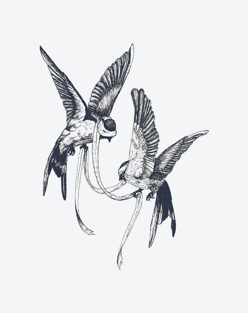 United Swallows