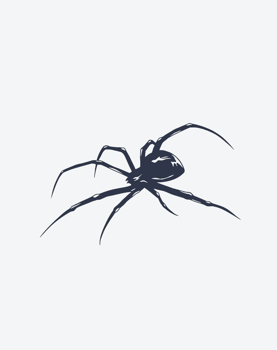 Spinne 