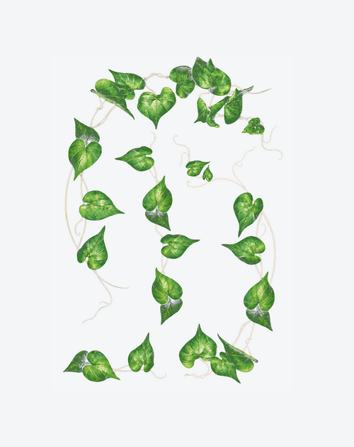 Enchanted Heartleaf Vine