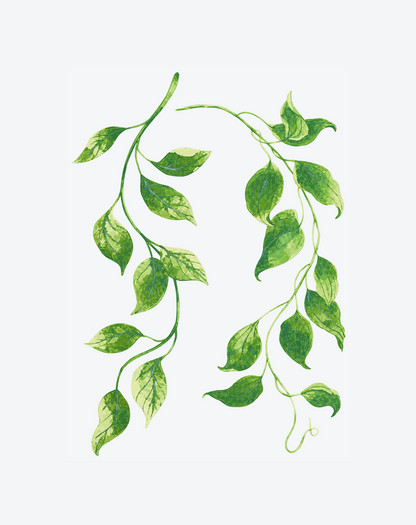Trailing Verdant Vine