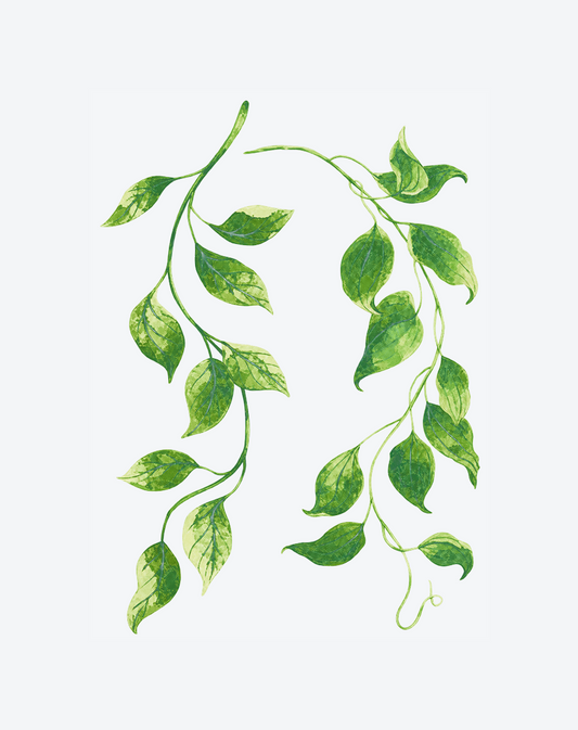 Trailing Verdant Vine